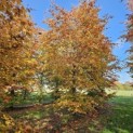Fagus sylvatica 'Atropunicea' - 3