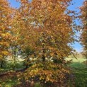 Fagus sylvatica 'Atropunicea' - november 2025