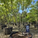 Cornus kousa 'Milky Way' - Foto 4