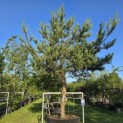 Pinus sylvestris - 1