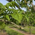 Phellodendron amurense - 1
