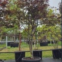 Acer palmatum 'Red Emperor' - 2