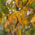 Koelreuteria paniculata - Foto 2