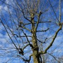 Platanus x hispanica - Foto 2