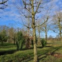 Platanus x hispanica - Foto 1