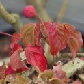 Cornus 'Rosy Teacups' - Foto 1