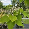 Catalpa bignonioïdes 'Aurea' - Foto 2