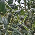 Ilex 'Nellie R. Stevens' - Foto 2