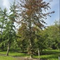Fagus sylvatica 'Atropunicea' - 2