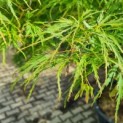 Acer palmatum 'Dissectum' - Afbeelding 1