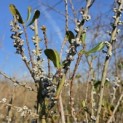 Myrica pensylvanica - Foto 1