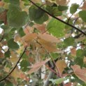 Acer rubrum 'Summer Red' - 5
