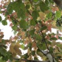 Acer rubrum 'Summer Red' - 4