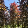 Fagus sylvatica 'Atropunicea' - 3