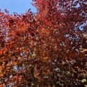 Fagus sylvatica 'Atropunicea' - Foto 5