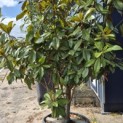 Magnolia grandiflora 'Goliath' - 3