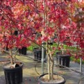 Liquidambar styraciflua - 5