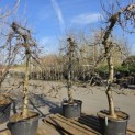 Malus domestica 'Elstar' - 1