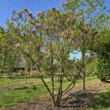 Magnolia Susan - 1