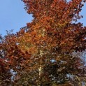 Fagus sylvatica 'Atropunicea' - 2