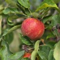 Malus domestica 'Elstar' - 1