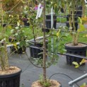 Malus domestica 'Maypole' - 3