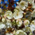 Prunus serrulata 'Ukon' - 1