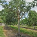 Pinus sylvestris - 2