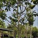 Juglans regia 'Cyril' - Foto 3