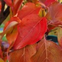 Cornus kousa 'Schmetterling' - Foto 1