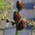 Larix kaempferi 'Diana' - impressie jonge naalden in het voorjaar