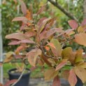 Malus 'Profusion' - 1