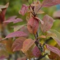 Malus 'Profusion' - 2