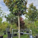 Magnolia grandiflora 'Galissonnière' - Foto 2