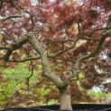 Acer palmatum 'Garnet' - 5