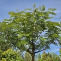 Albizia julibrissin 'Ombrella' - 5