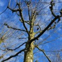 Platanus x hispanica - januari 2025
