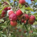 Malus domestica 'Elstar' - 6