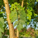 Koelreuteria paniculata - Foto 2