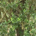 Olea europaea - 3