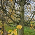 Carpinus betulus 'Frans Fontaine' - Foto 2