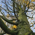 Carpinus betulus 'Frans Fontaine' - Foto 3