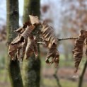 Carpinus betulus - 1