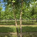 Betula nigra - 6