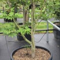 Acer palmatum 'Osakazuki' - Foto 3