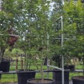 Acer palmatum 'Osakazuki' - Foto 2