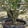 Hamamelis mollis 'Arnold Promise' - Foto 4