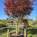 Acer palmatum 'Bloodgood' - Foto 3