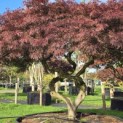 Acer palmatum 'Garnet' - Foto 1