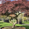 Acer palmatum 'Garnet' - Foto 2